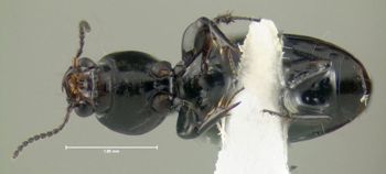 Media type: image;   Entomology 602171 Aspect: habitus ventral view